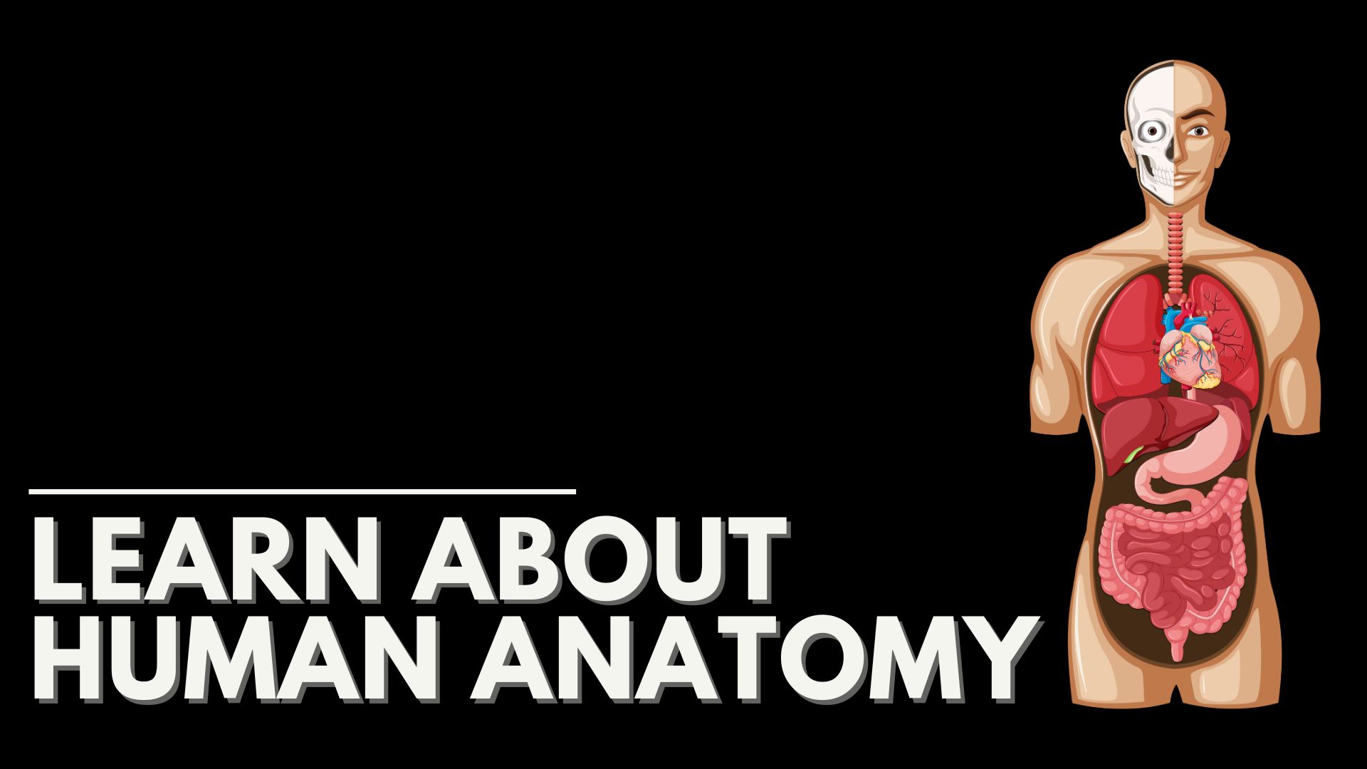 Human Anatomy